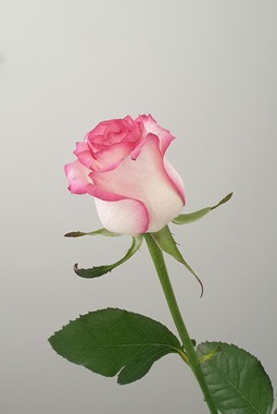 Conseil d'administration